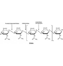 Хитиназа из лиофилизированного порошка Streptomyces griseus (по существу не содержит соли), 200 мкг / г твердого вещества Sigma C6137