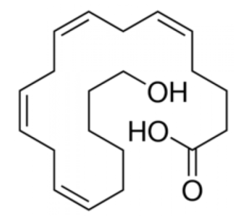 20-Гидрокси- (5Z, 8Z, 11Z, 14Zβэйкозатетраеновая кислота ~ 100 мкг / мл в этаноле, 90% (ВЭЖХ) Sigma H3023