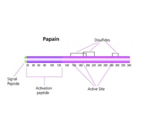Папаин из лиофилизированного порошка латекса папайи, 0,5-2,0 мкг / мг твердого вещества Sigma P3250