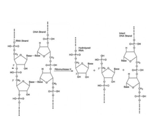 Рибонуклеаза H из комбинанта Escherichia colire, экспрессируемая в E. coli, забуференный водный раствор глицерина, 1000-4000 единиц / мл Sigma R6501