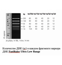 Маркер длин ДНК FastRuler Ultra Low Range, 5 фрагментов от 10 до 200 п.н., готовый к применению, Thermo FS