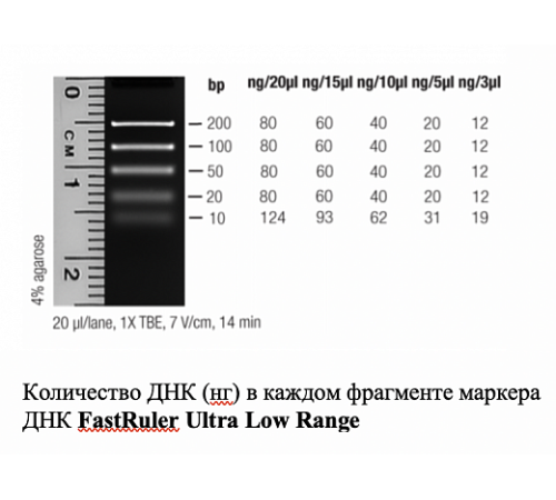 Маркер длин ДНК FastRuler Ultra Low Range, 5 фрагментов от 10 до 200 п.н., готовый к применению, Thermo FS